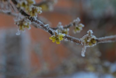 Lindera benzoin - linderovka benzoin - zimní kvetení